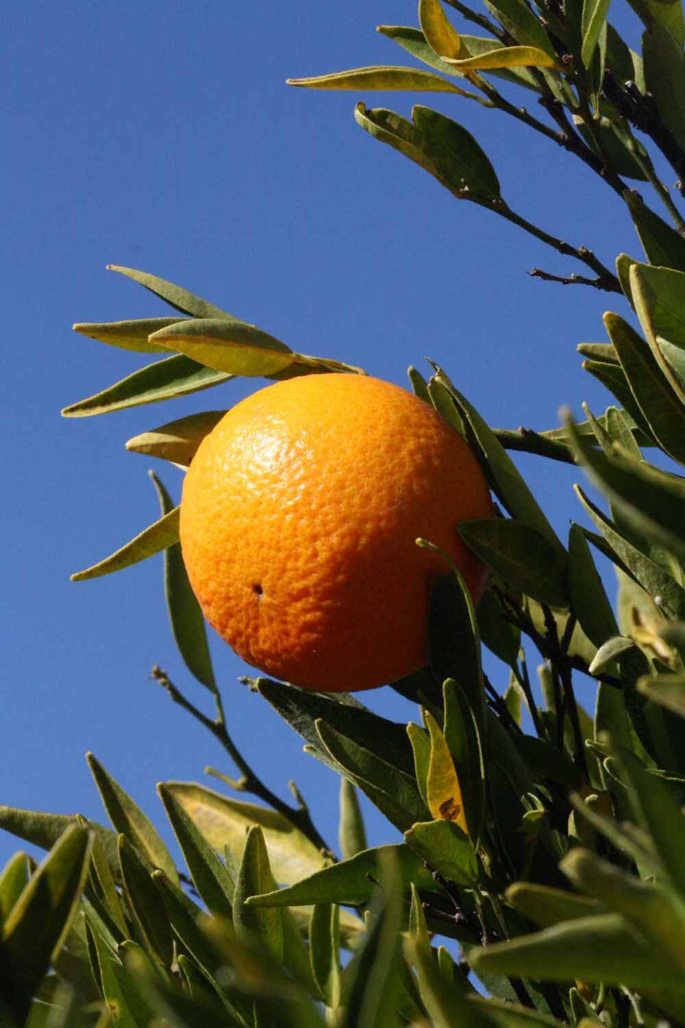            Fruit (Riverside, CA)   